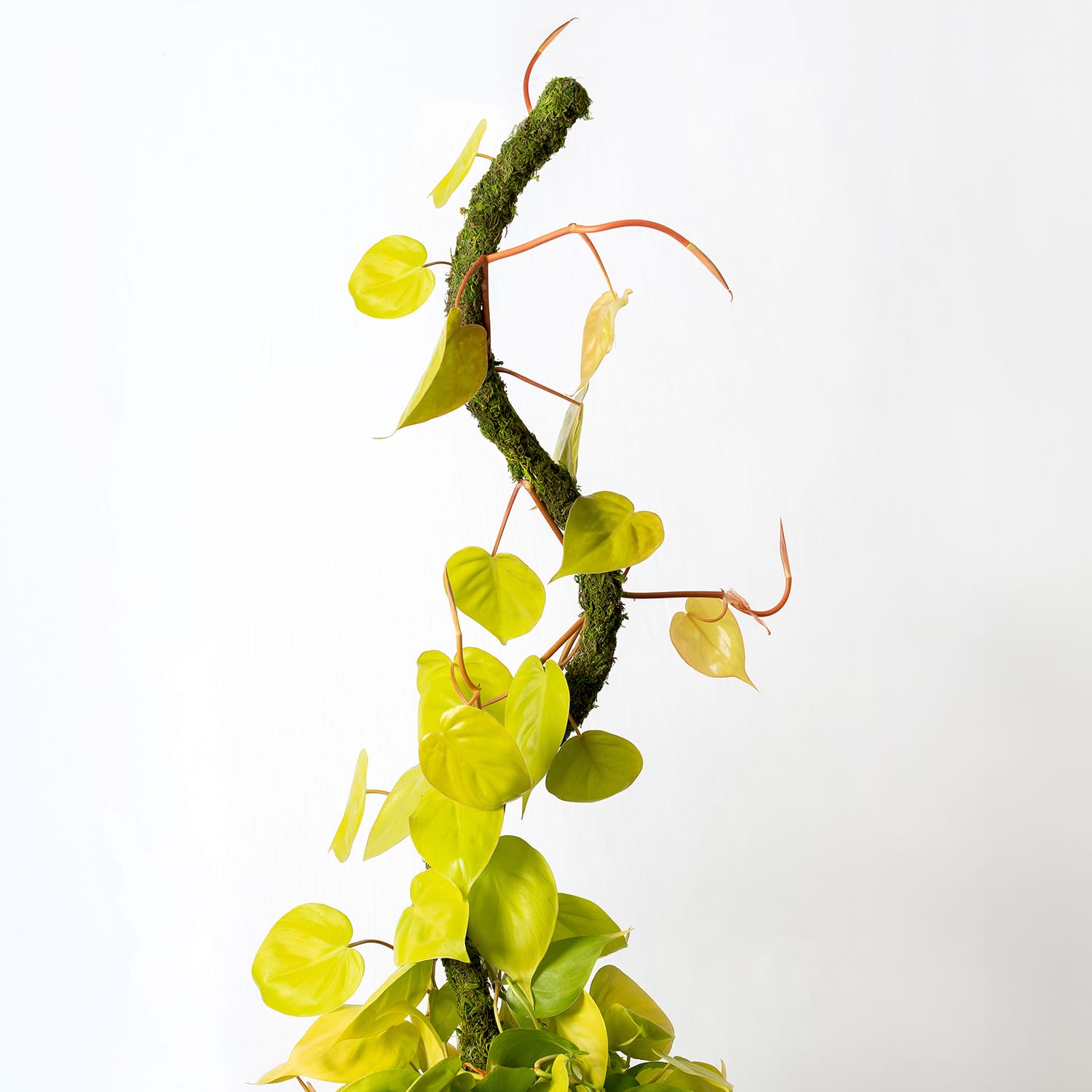36" Bendable Moss Pole, 2ct. by Ashland® - Image 2