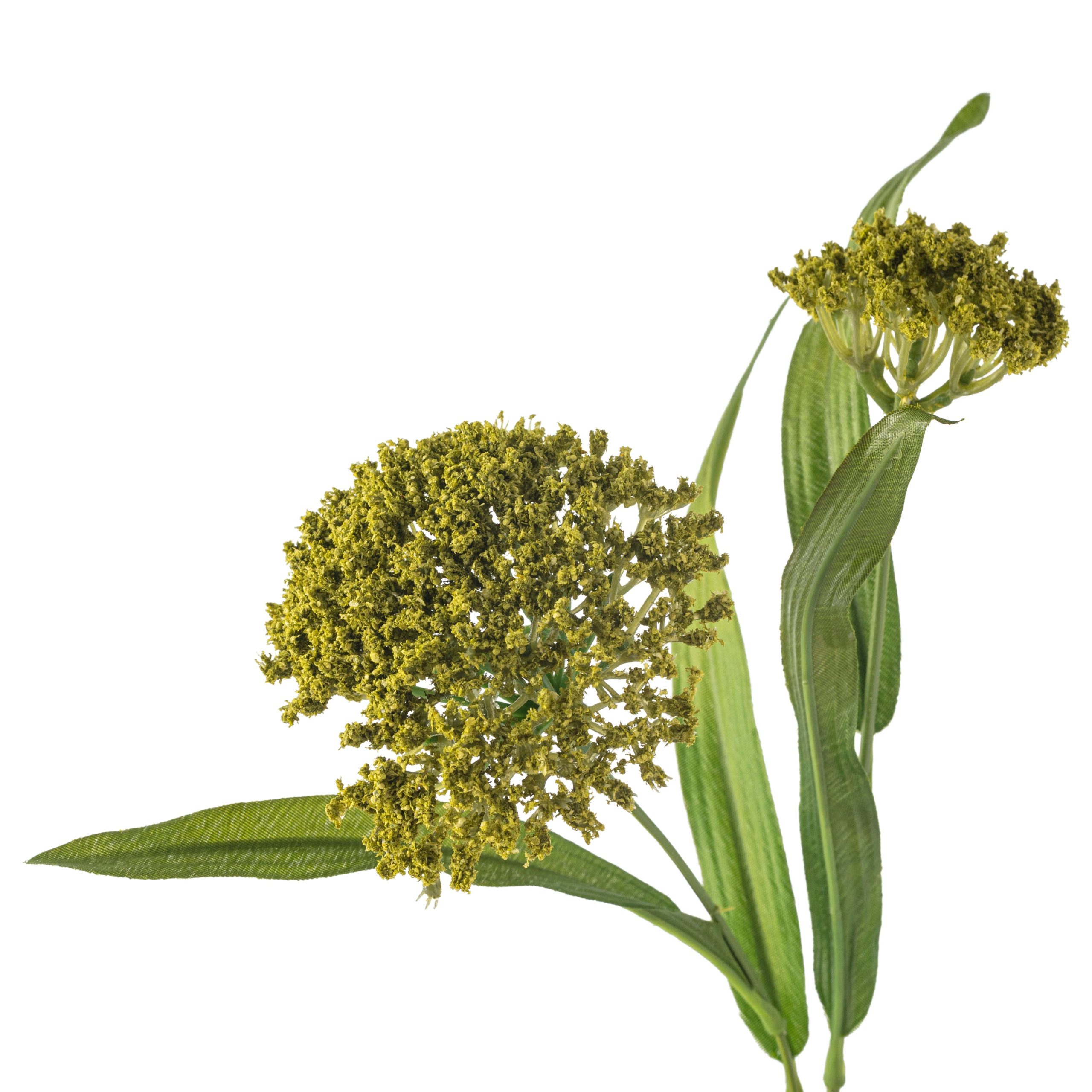 Green Queen Anne's Lace Stem by Ashland® - Image 3